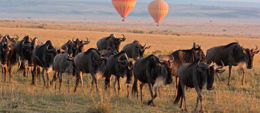 Wildebeest migration in Serengeti National Park