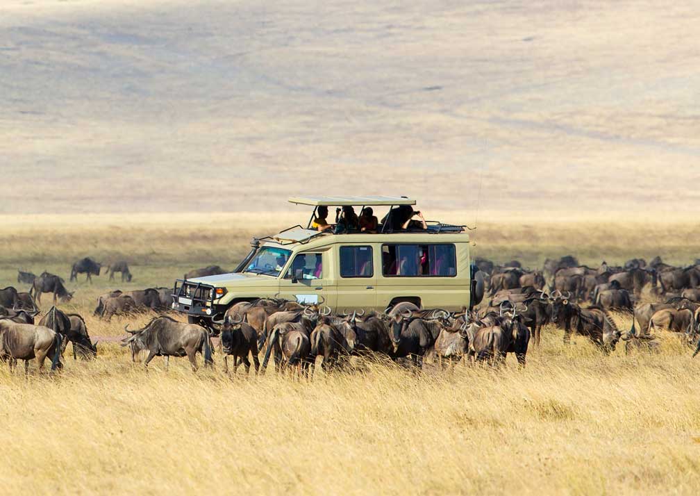 Safari vehicle entering Serengeti during Great Migration safari