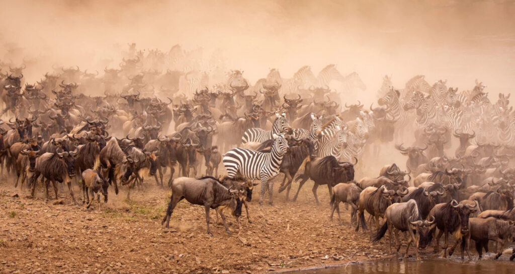 Wildebeest migration in Serengeti National Park