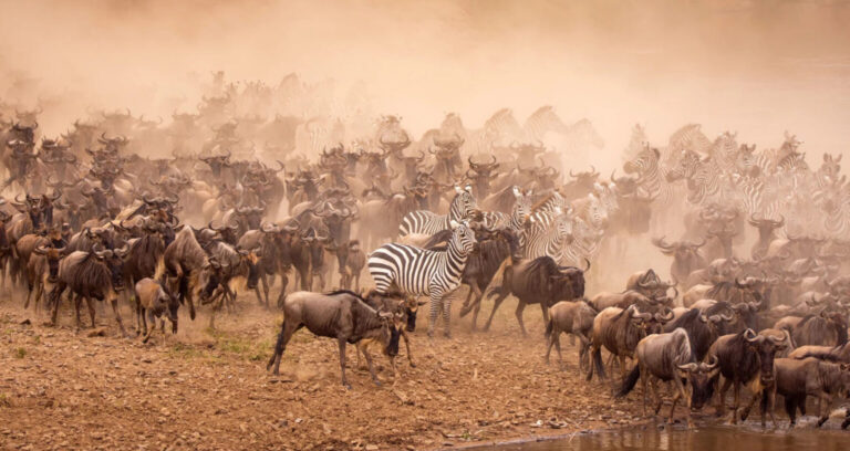 Wildebeest migration in Serengeti National Park