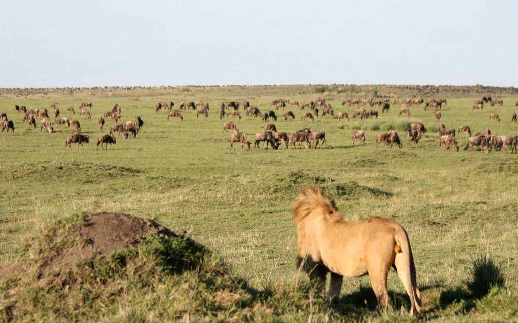 AFCON Serengeti Safari