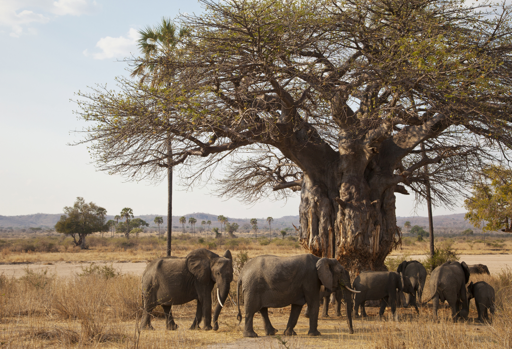 Elephants and baobab tree in Tarangire National Park group tour