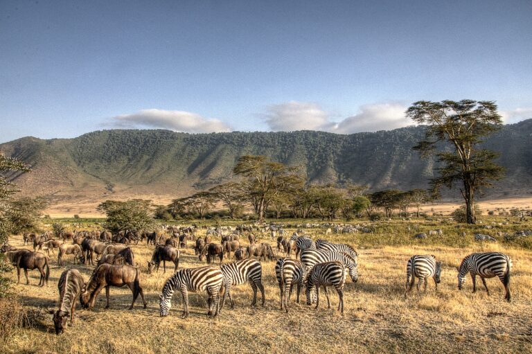 wildebeests with zebras in ngorongoro crater