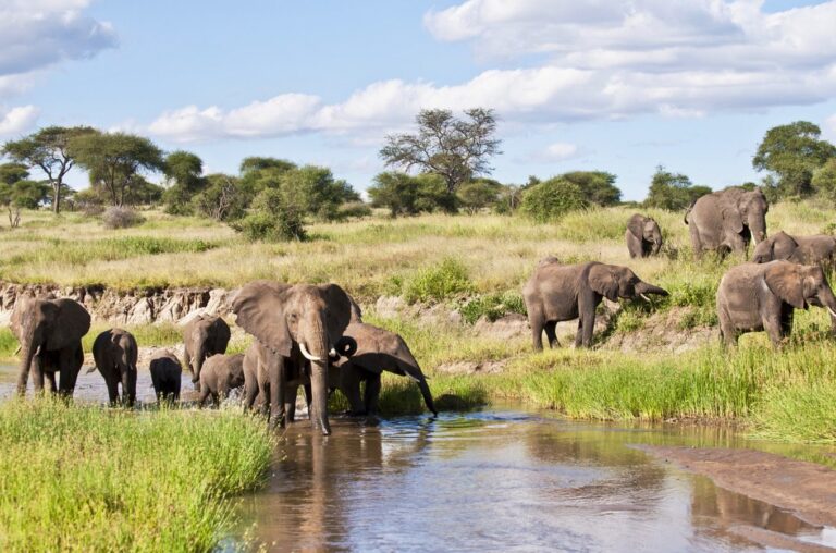 elephant herd drinking water in serengeti national park