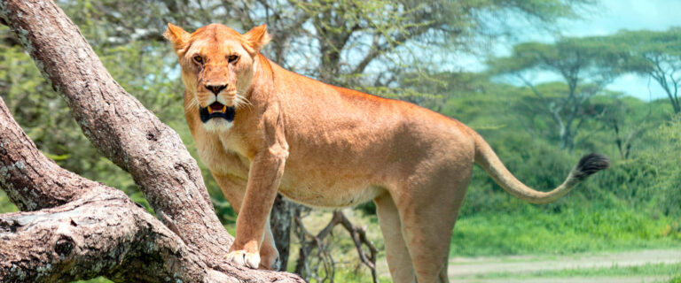 a tree-climbing lioness on a tree in lake manyara national parl
