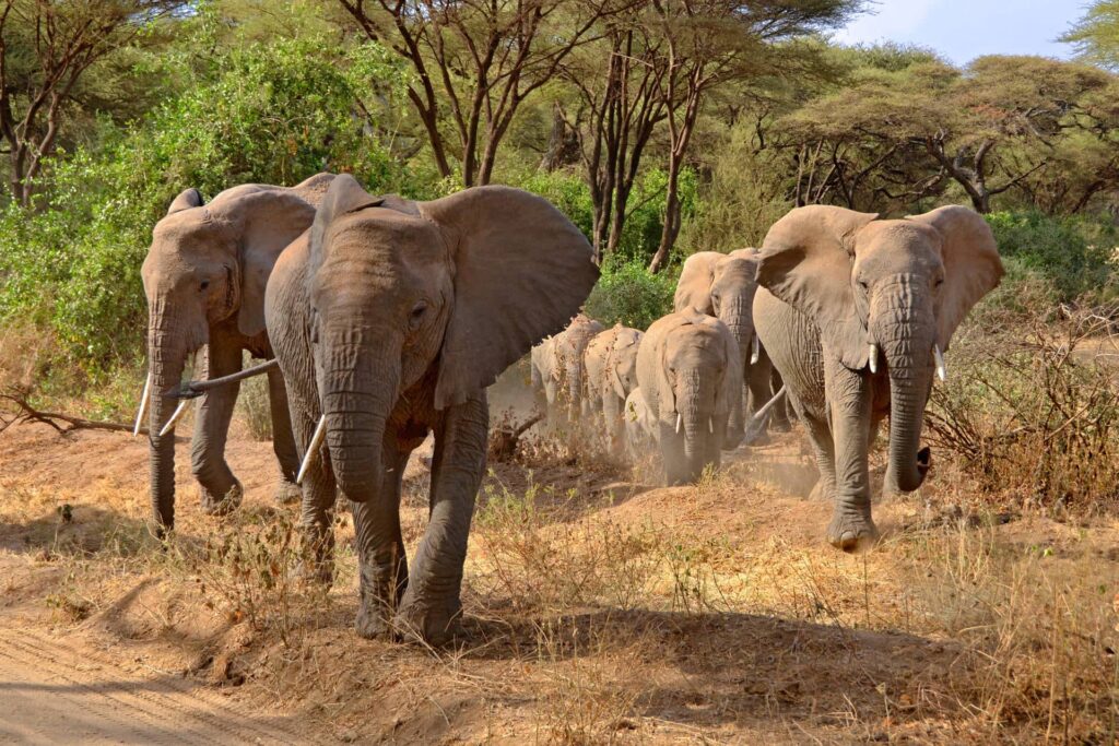 Group of elephants marching forward in Ngorongoro Crater, Tanzania