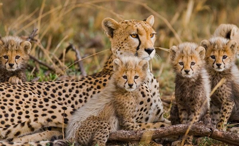Wildlife photography in the Serengeti