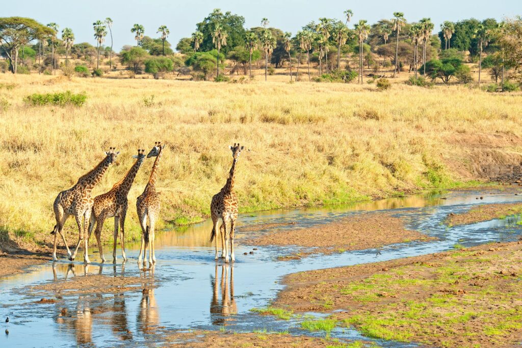 giraffes on the tarangire national park by a river