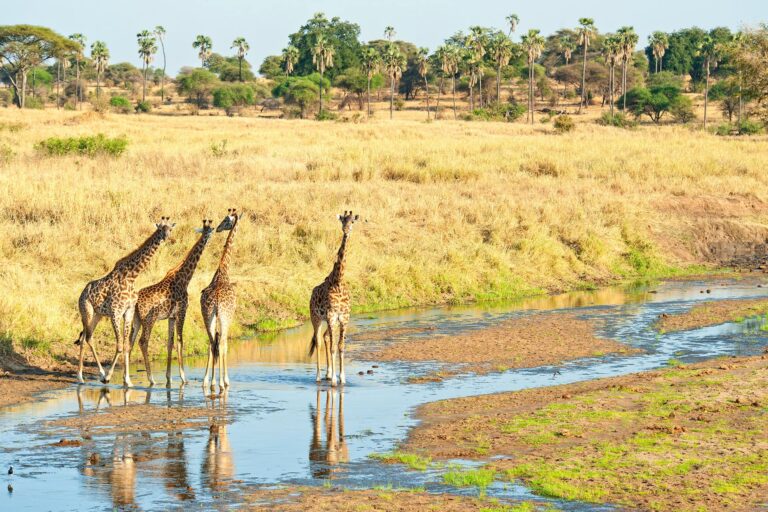 giraffes on the tarangire national park by a river