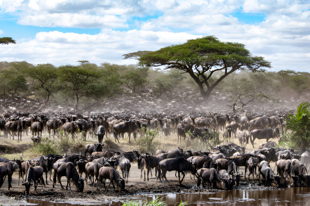 Wildebeests grazing and drinking in cool morning light during Tanzania wildlife tours