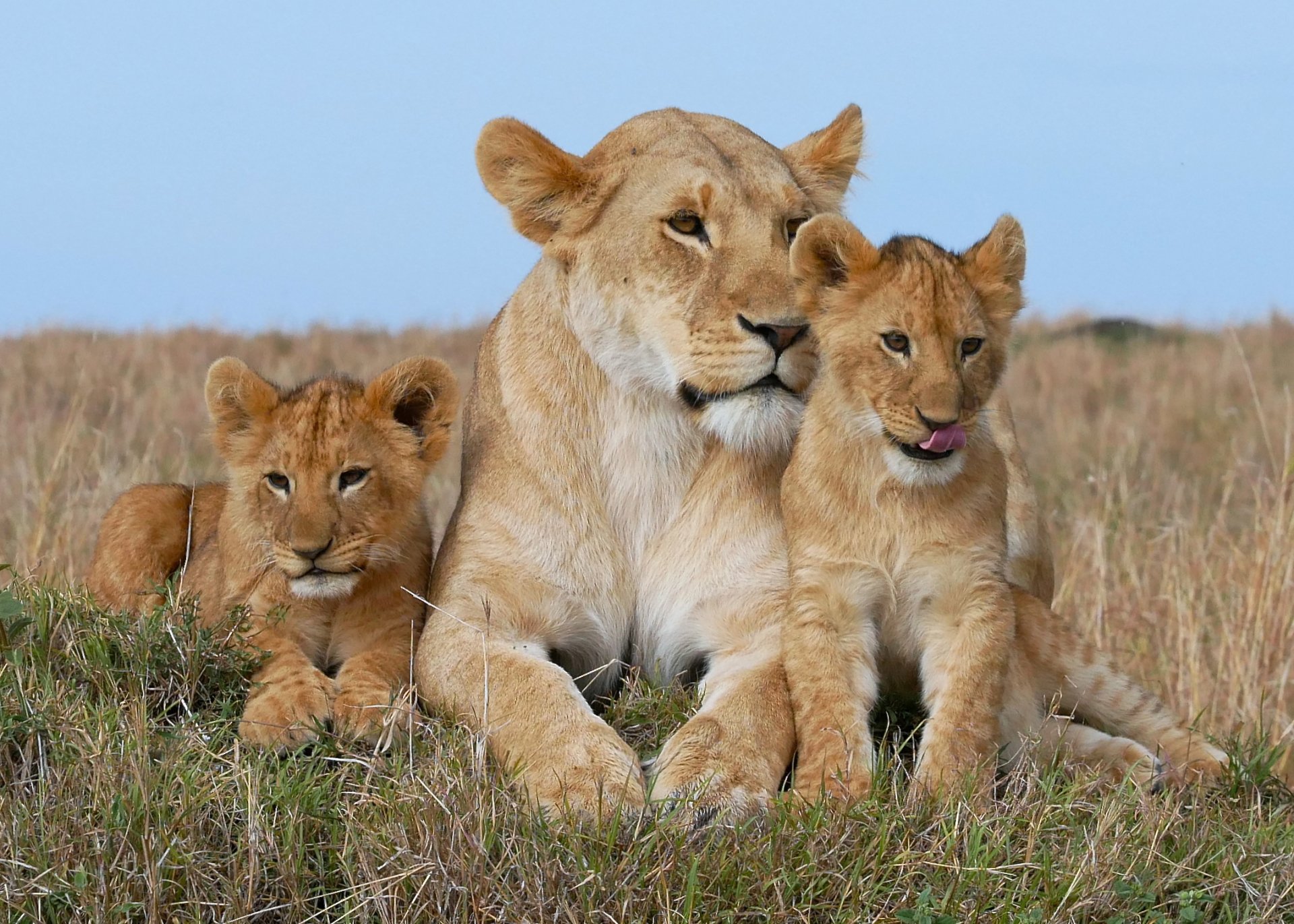 Lion during a Serengeti safari in Tanzania