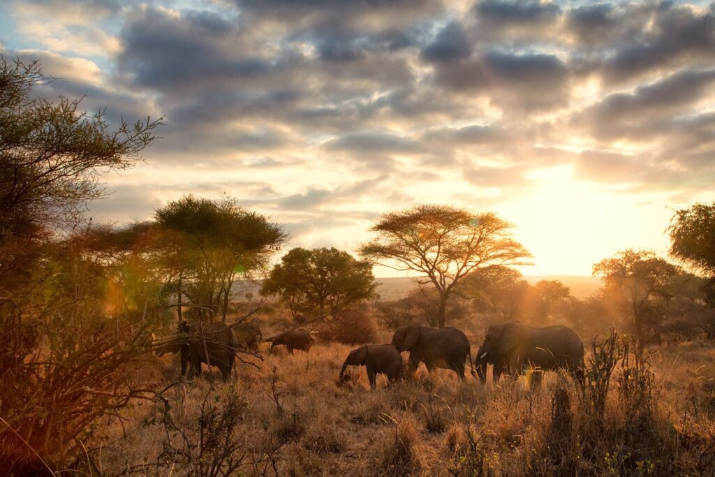 tarangire safari