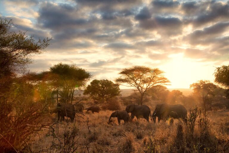 tarangire safari
