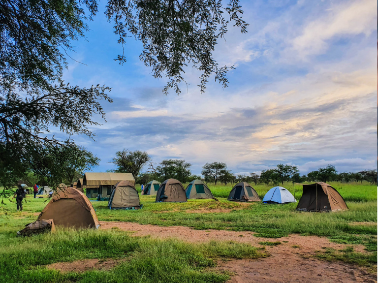 Multiple green camping tents in the Serengeti, surrounded by nature and wildlife.