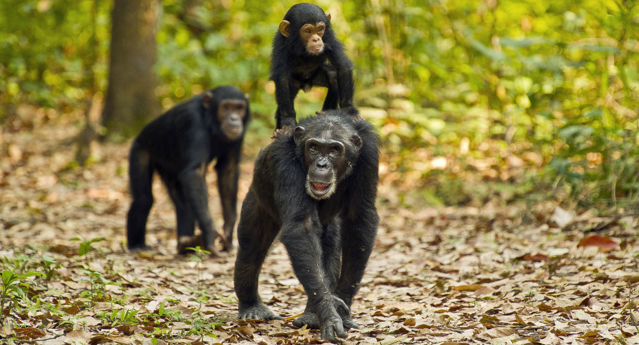 Two chimpanzees walking in the wild, with one carrying a baby on her back in Gombe Stream National Park, Tanzania.