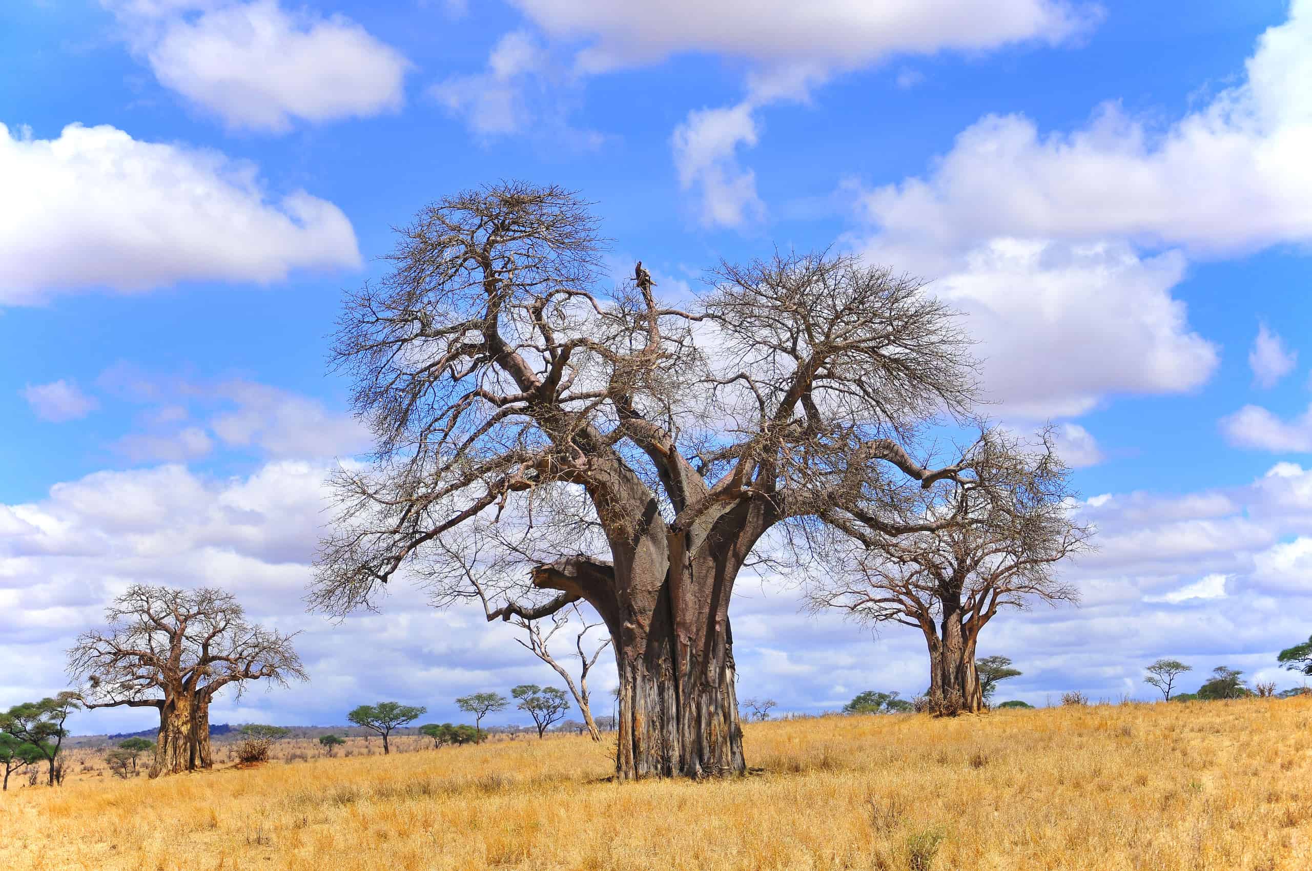 Three large baobab trees in Katavi National Park, surrounded by dry grass and scenic wilderness