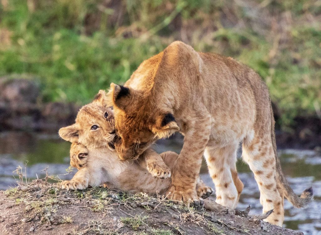 A Creative Tanzania Wildlife picture of World