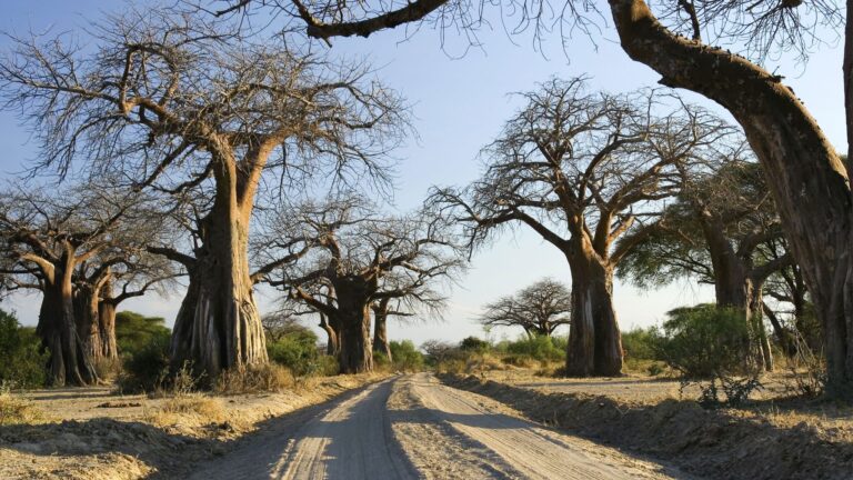 baobab trees on the way of tarangire national park