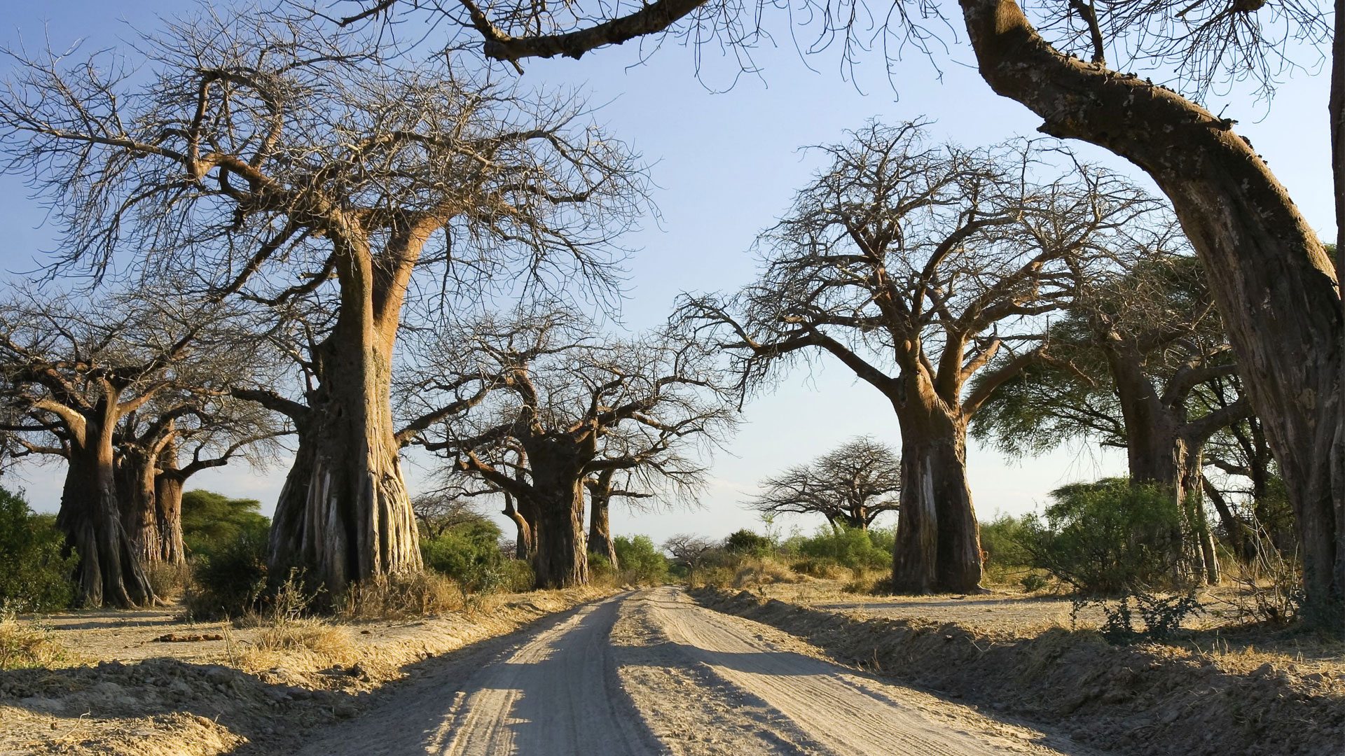 Baobab trees Tarangire National Park