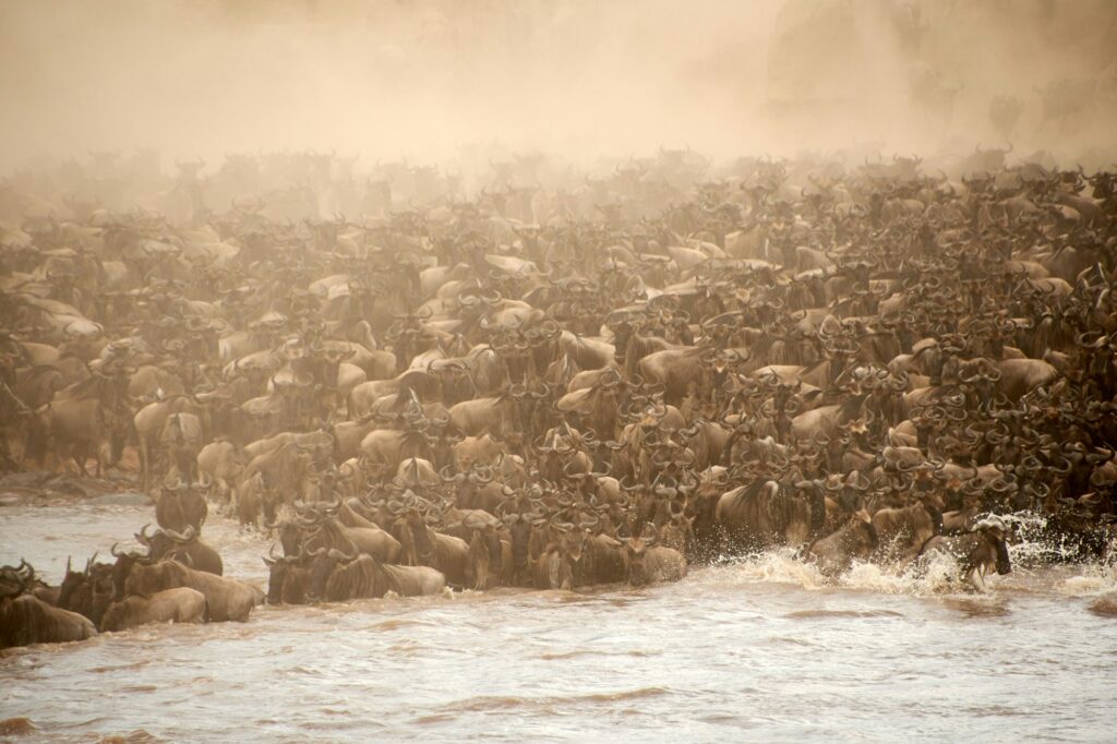 Chaotic blue wildebeest antelopes crossing the river