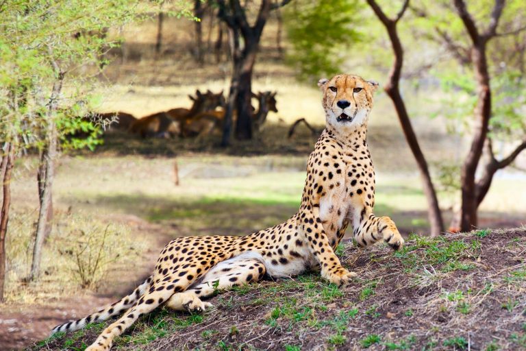 Cheetah