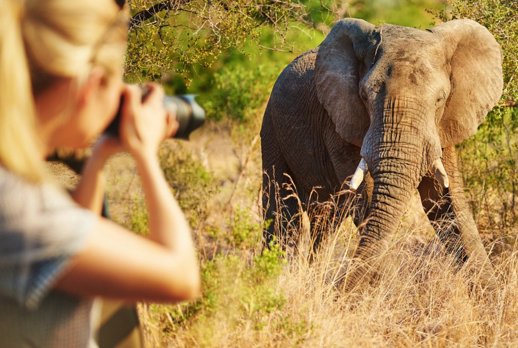 Cropped shot of a female tourist taking photographs of elephants while on safari