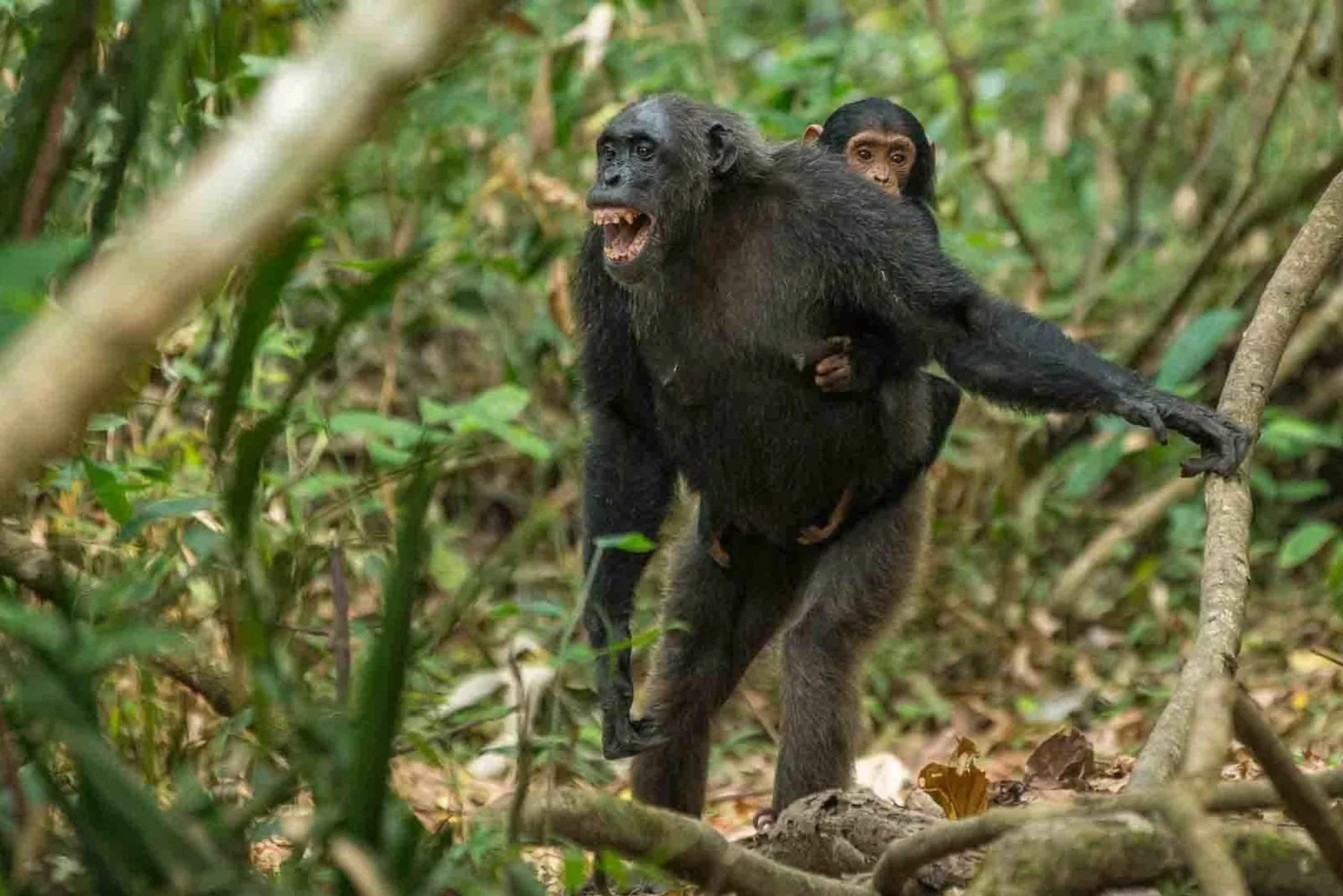 Mother chimpanzee carrying her baby on her back with her mouth wide open in Gombe Stream National Park, Tanzania