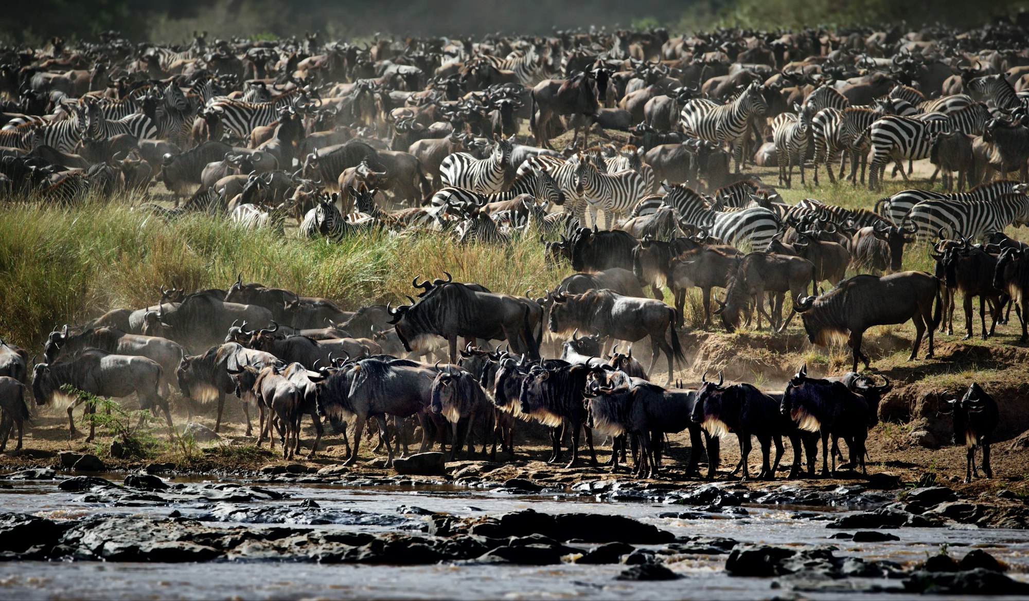 Wildebeest Mara River Crossing Tanzania Kenya