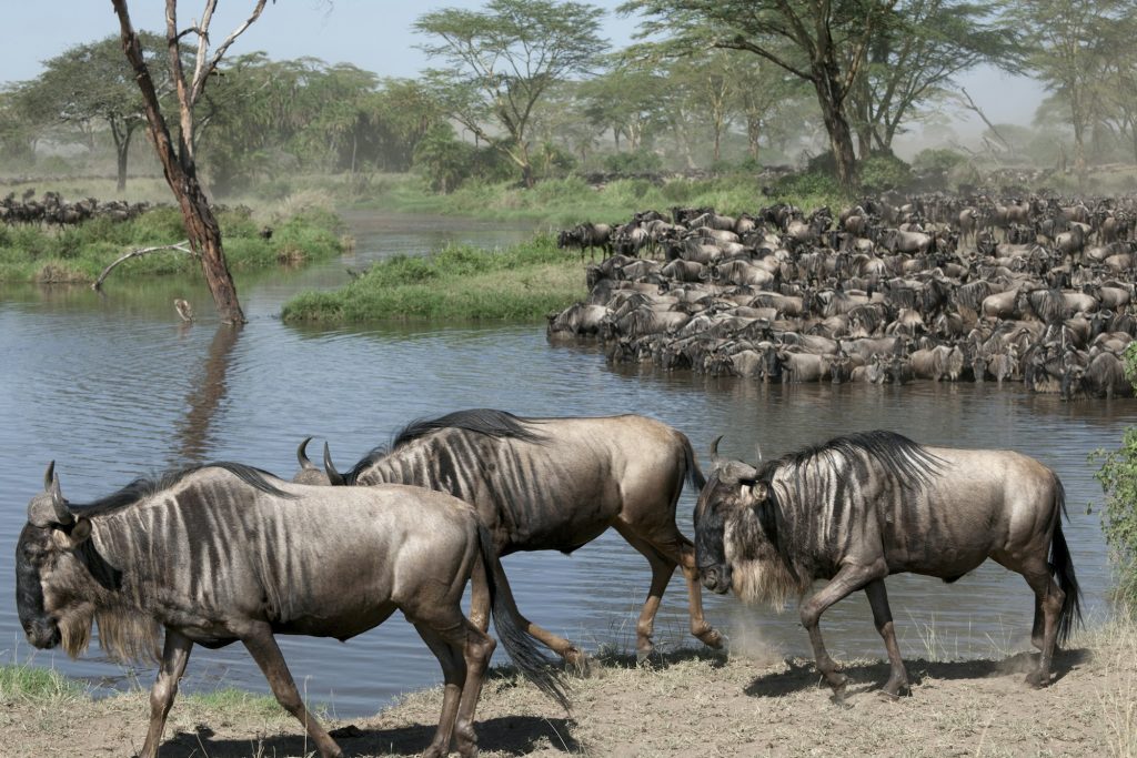 Herds of wildebeest at the Serengeti National Park, Tanzania, Africa