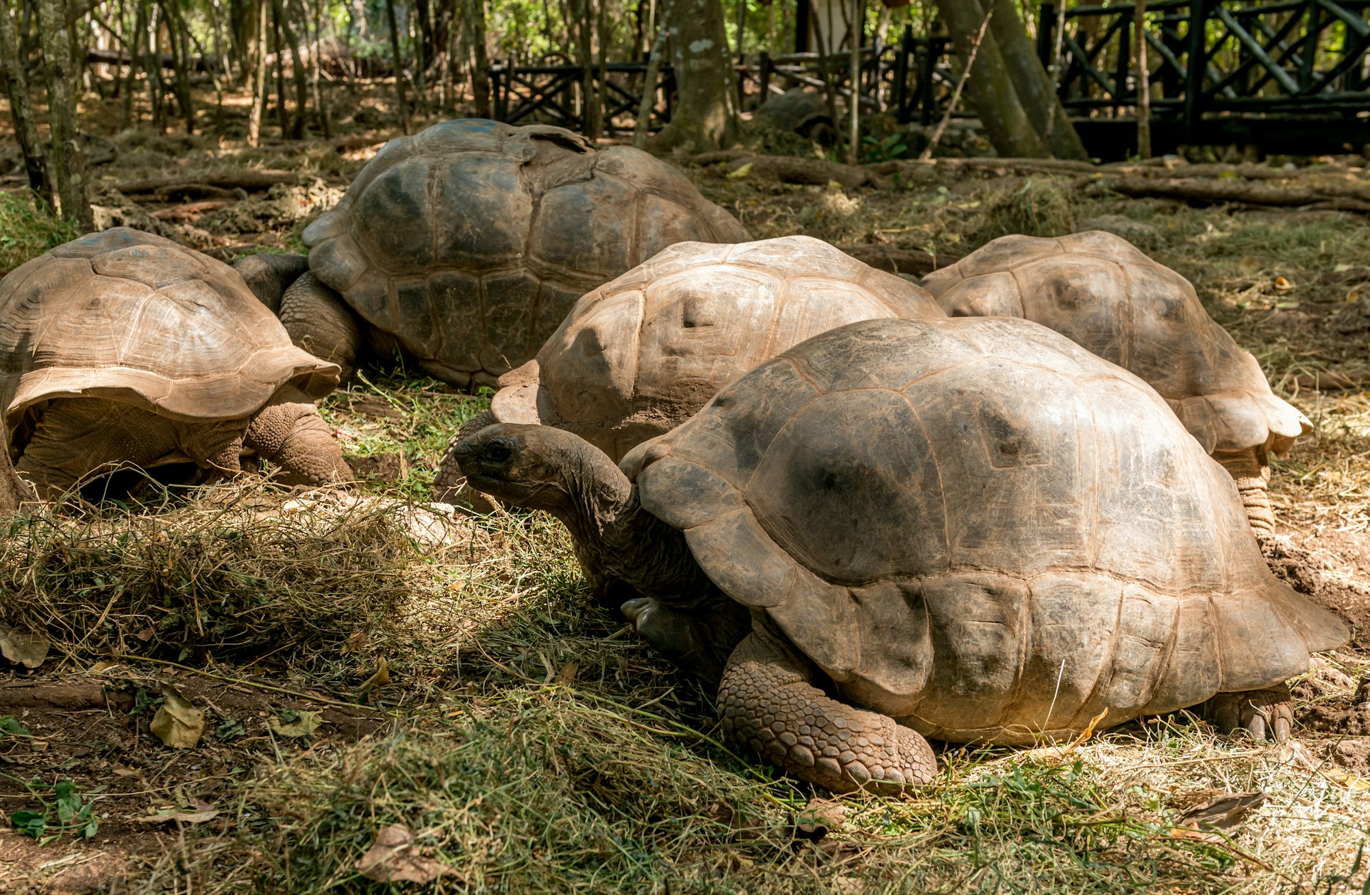 large turtle in tortoise island, Zanzibar