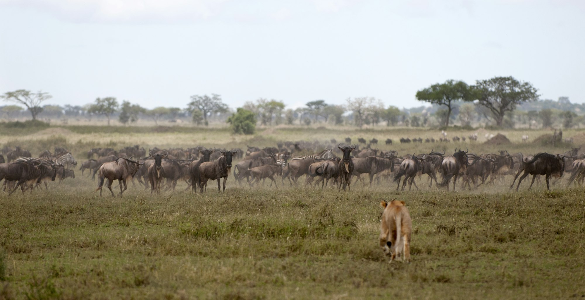 3 Day Serengeti Safari from Arusha