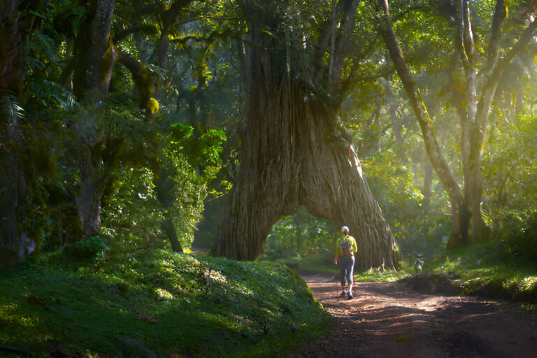 Tourist walking towards Arusha National Park via Mti wa Kutoboka, Tanzania, with scenic views.