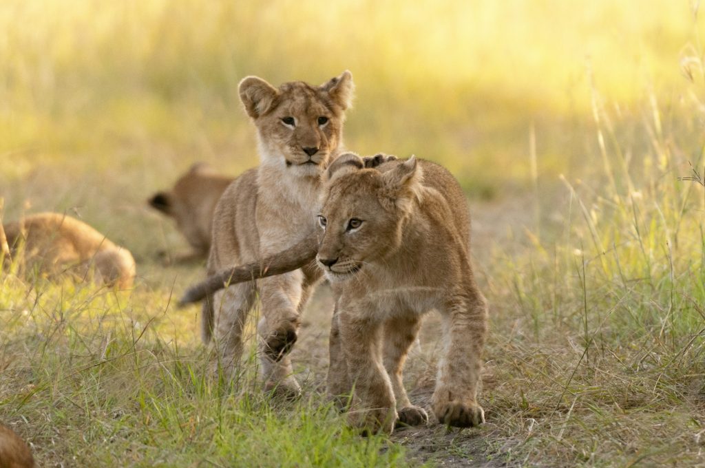 Two young lion cubs playfully interacting in the golden light of the savanna.