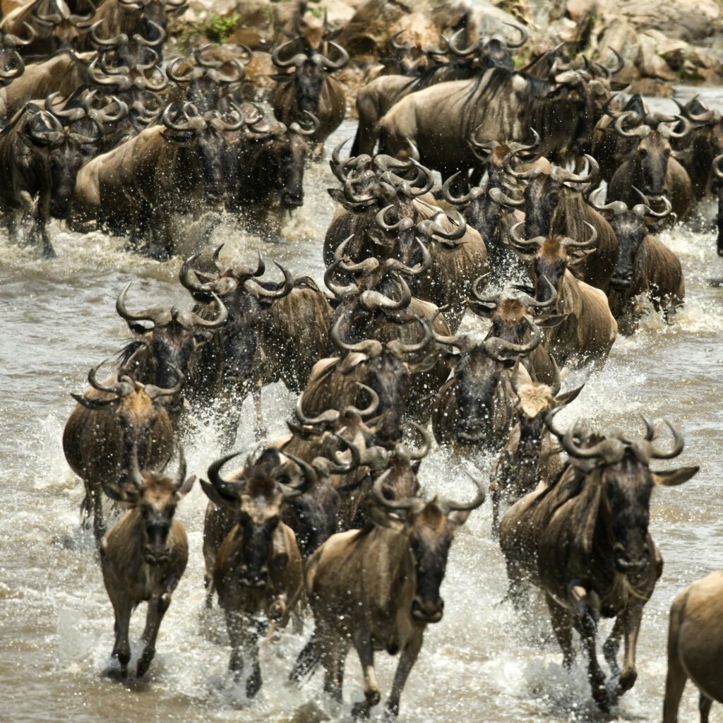 Wildebeest running in river in the Serengeti, Tanzania, Africa