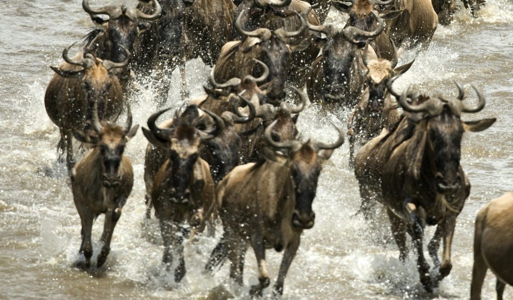 Wildebeest running in river in the Serengeti, Tanzania, Africa