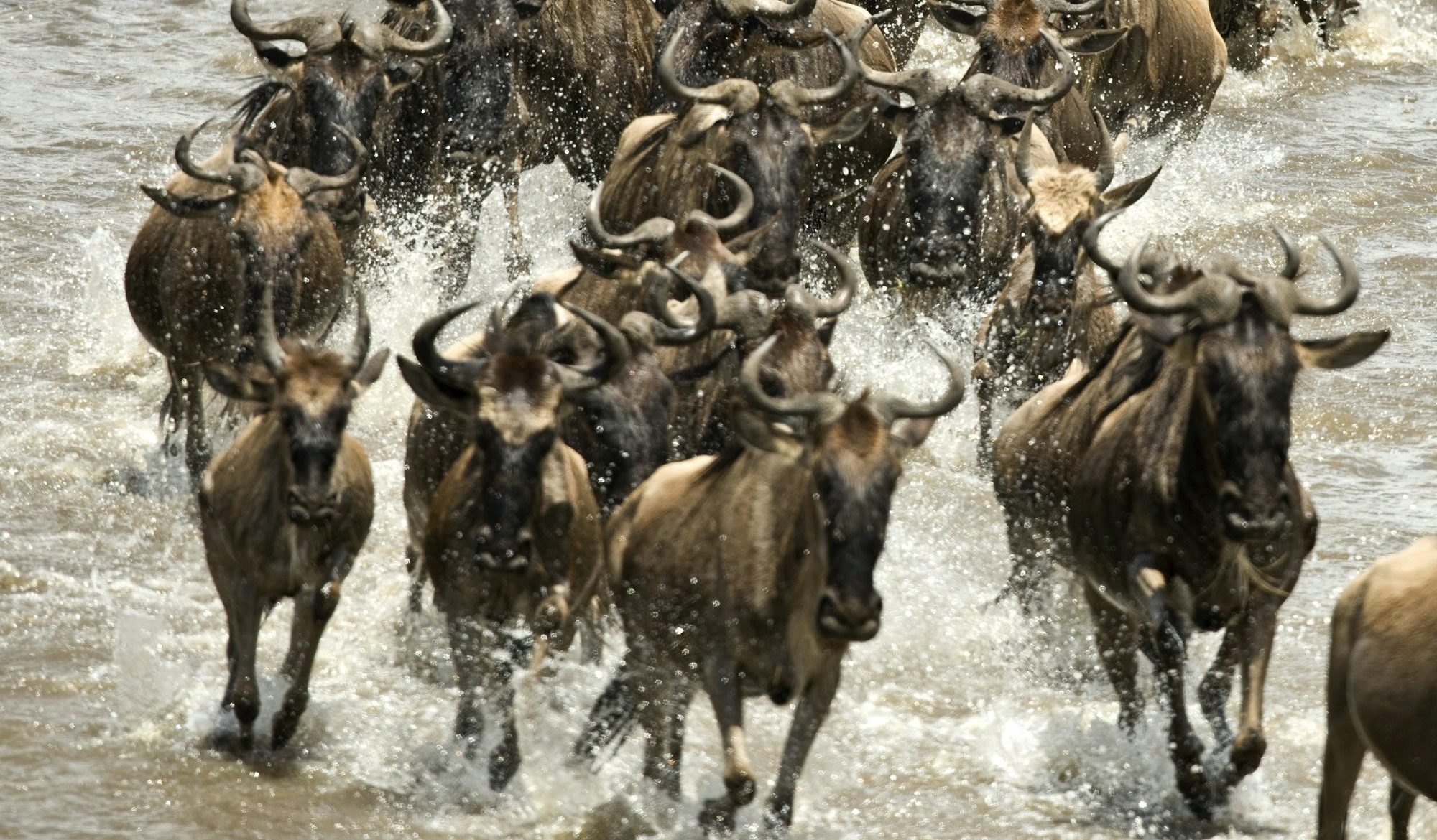 Grumeti River Wildebeest Crossing Safari