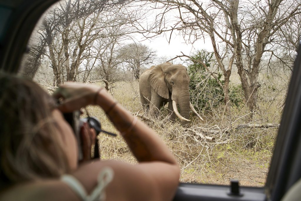 Woman taking a picture of an elephant from the car window, Kruger National Park, Lesotho, Africa