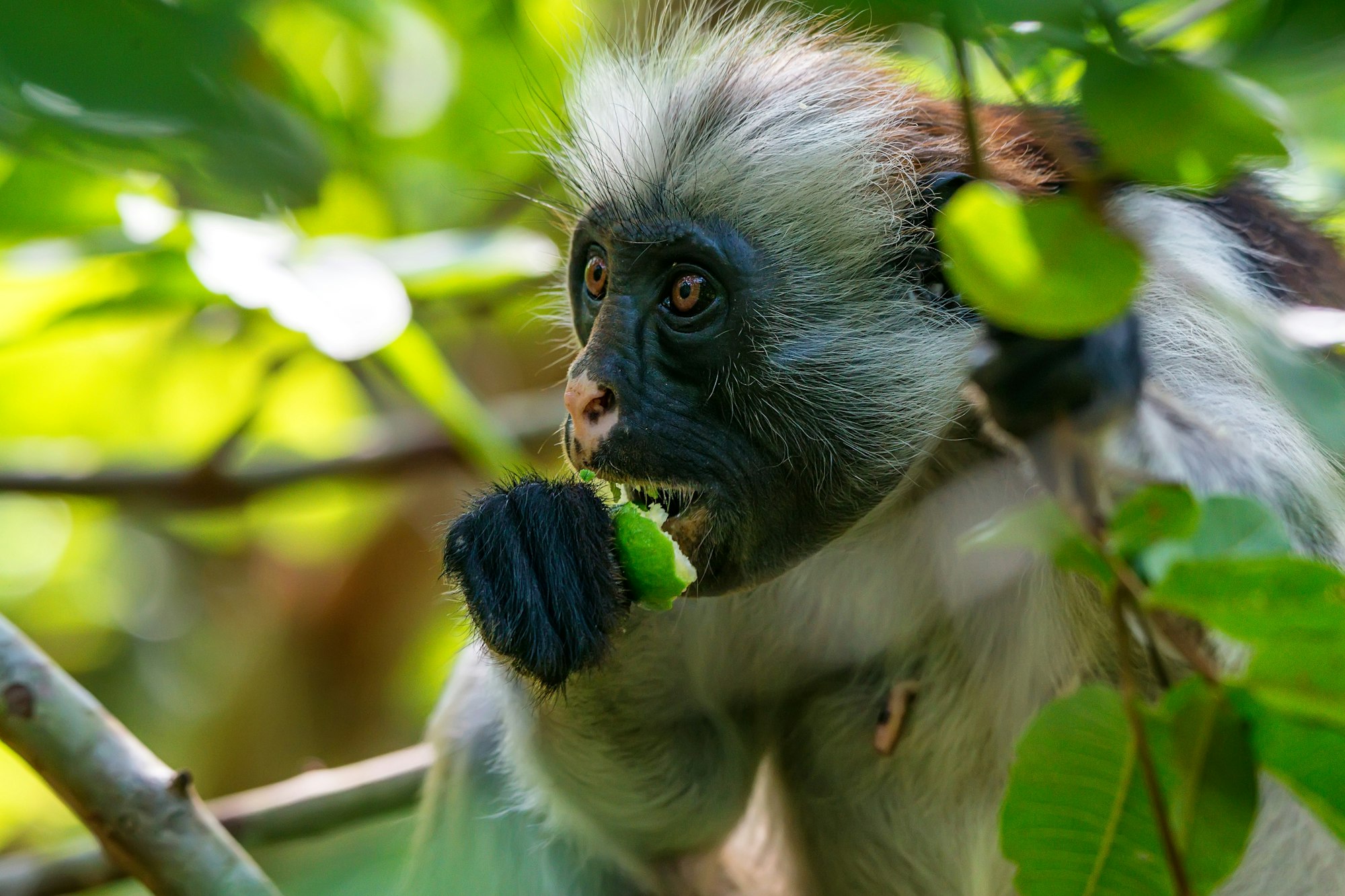 Zanzibar red colobus or Procolobus kirkii