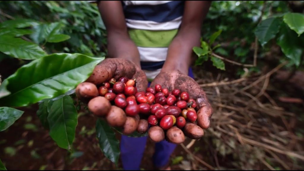 A Chagga farmer harvesting coffee beans on the slopes of Mount Kilimanjaro, showcasing traditional agricultural practices.