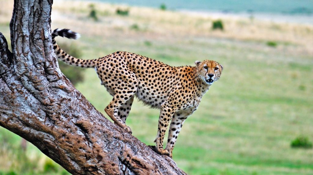 Cheetah with black tear marks on a tree in the Serengeti, preparing to descend, showcasing the agility and grace of Tanzania's wildlife