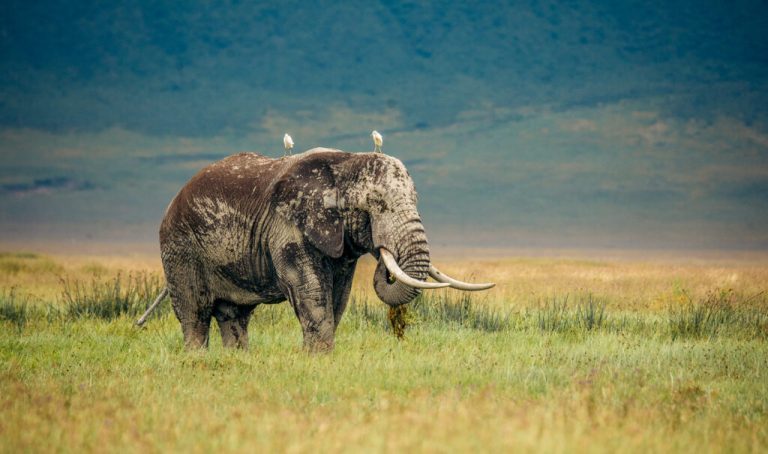 Large elephant eating grass in the Ngorongoro Crater, highlighting the rich wildlife and scenic beauty of Tanzania.