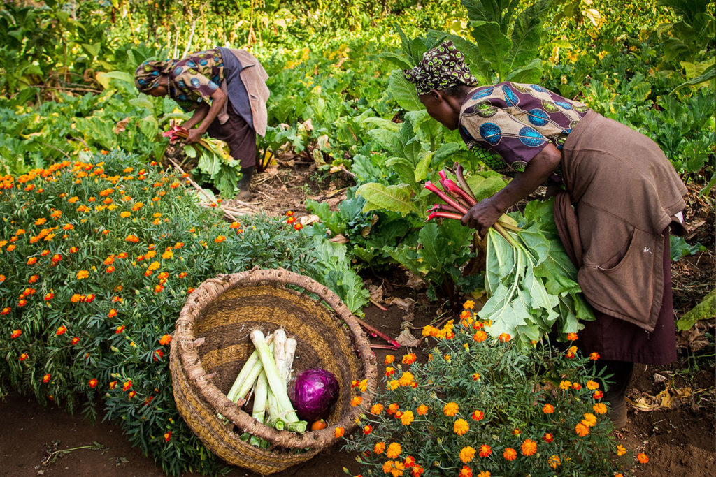two women harvesting green vegetables enforcing eo-tourism.