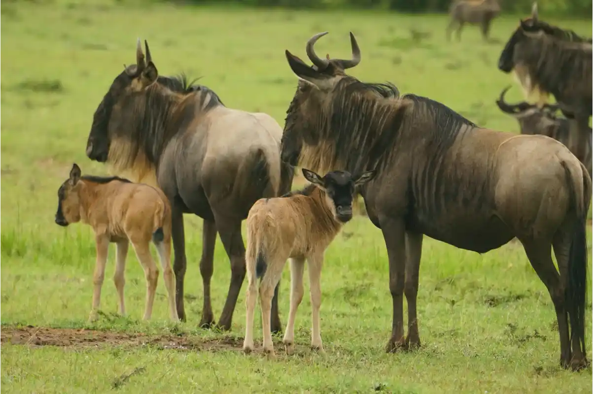 Luxury Serengeti Safari