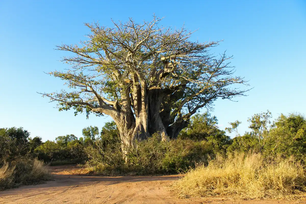 Baobab trees in Tarangire National Park
