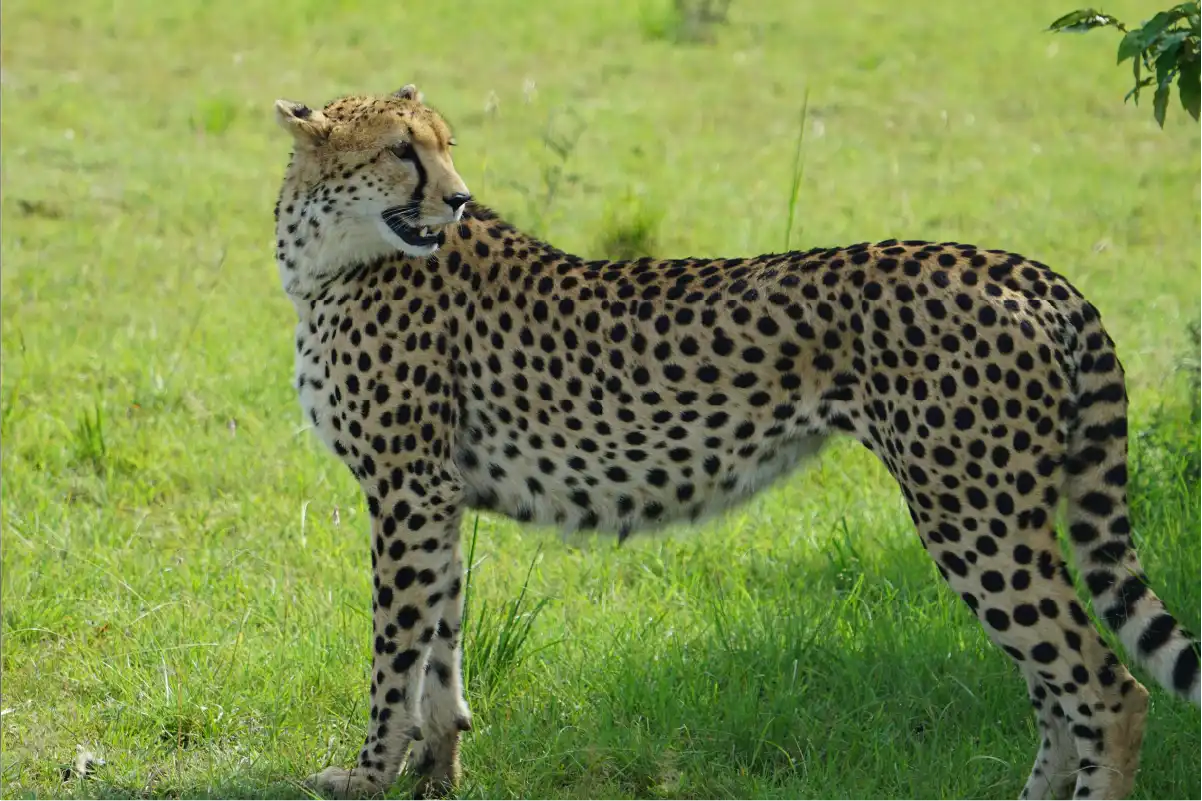 Cheetah in Serengeti during green season safari