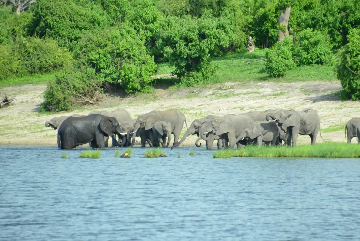Elephant herd drinking water in Tarangire National Park