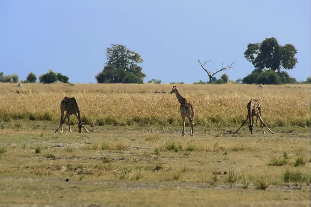 Giraffes near Tarangire River