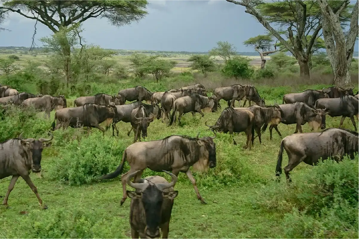 Group safari from Arusha