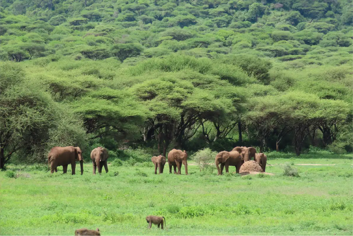 Elephant grazing in Ngorongoro Crater