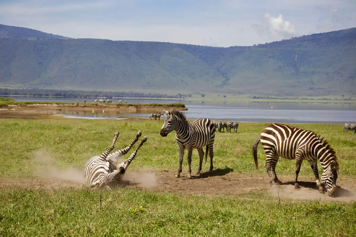 Ngorongoro Crater Tour